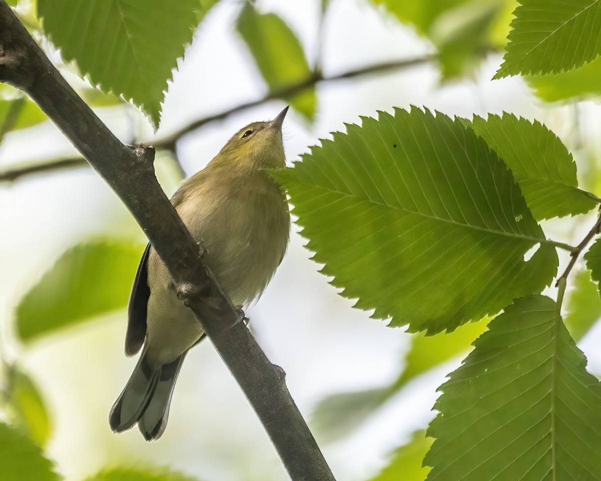 Bay-breasted Warbler - ML644078183