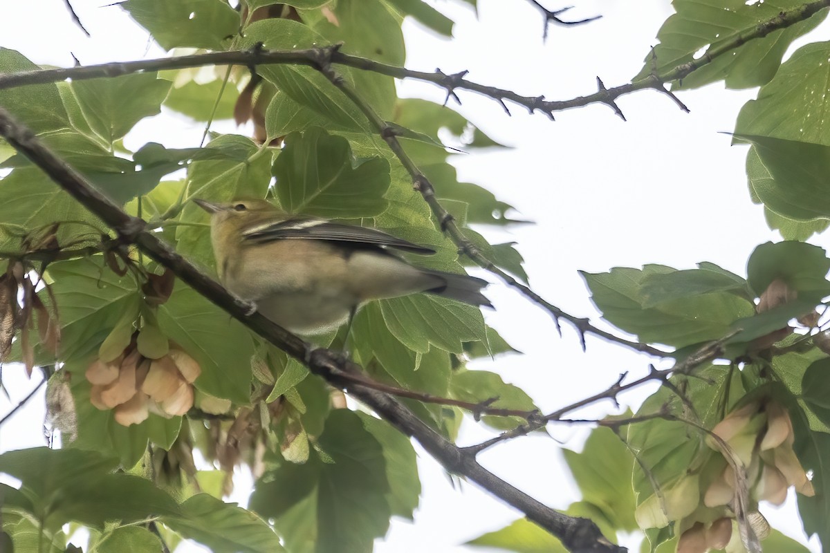 Bay-breasted Warbler - ML644078184