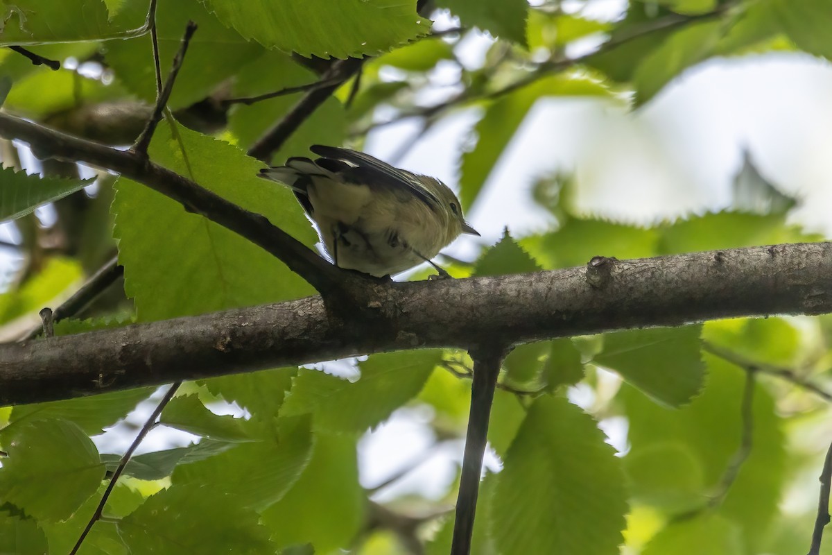 Bay-breasted Warbler - ML644078185
