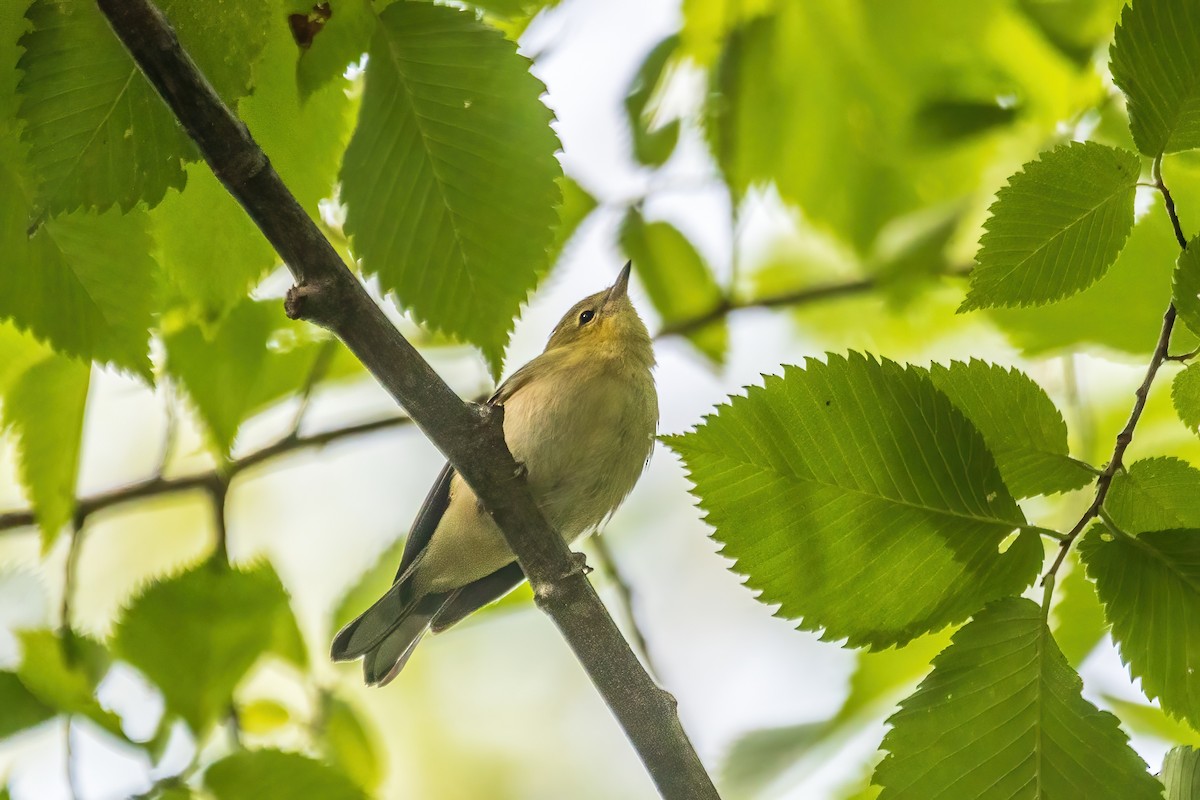 Bay-breasted Warbler - ML644078189