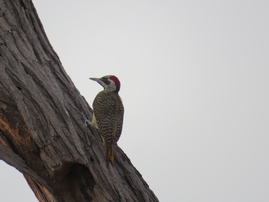 Pic de Bennett - ML644078195