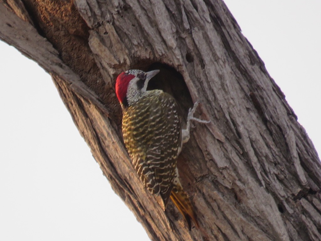 Pic de Bennett - ML644078196