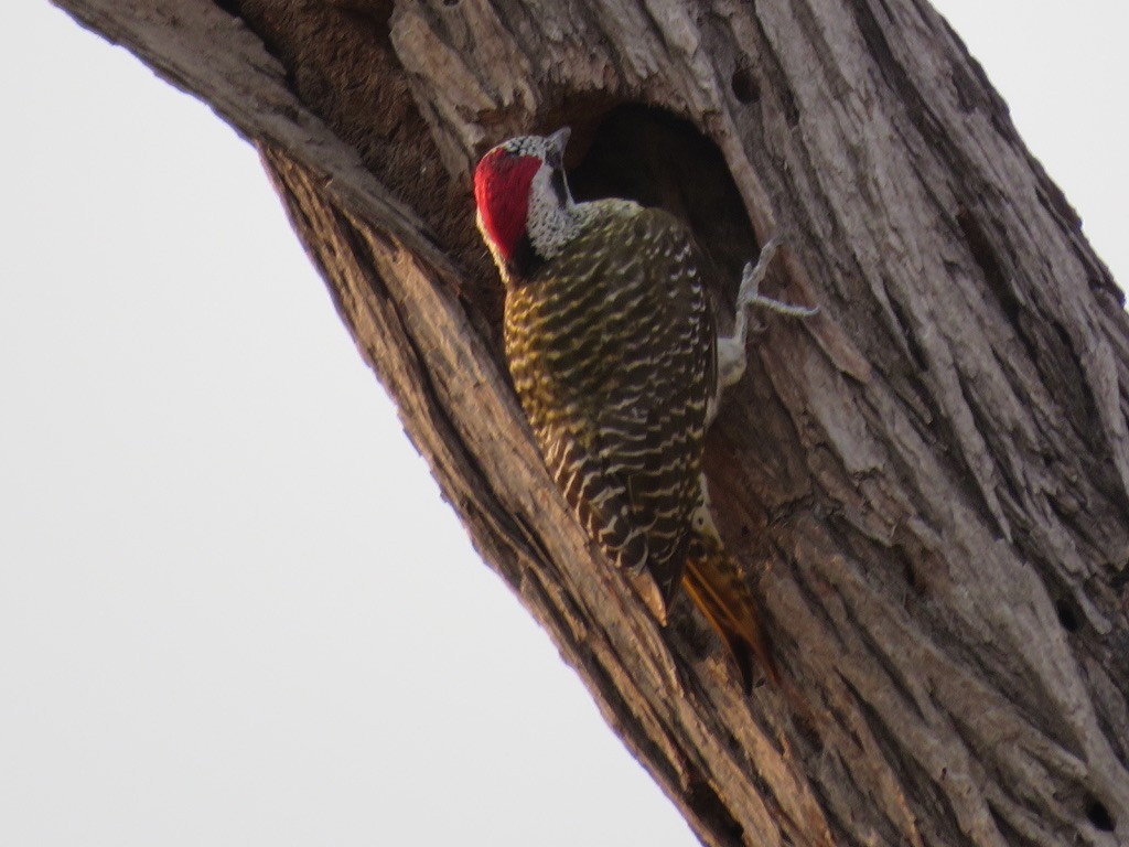 Pic de Bennett - ML644078197