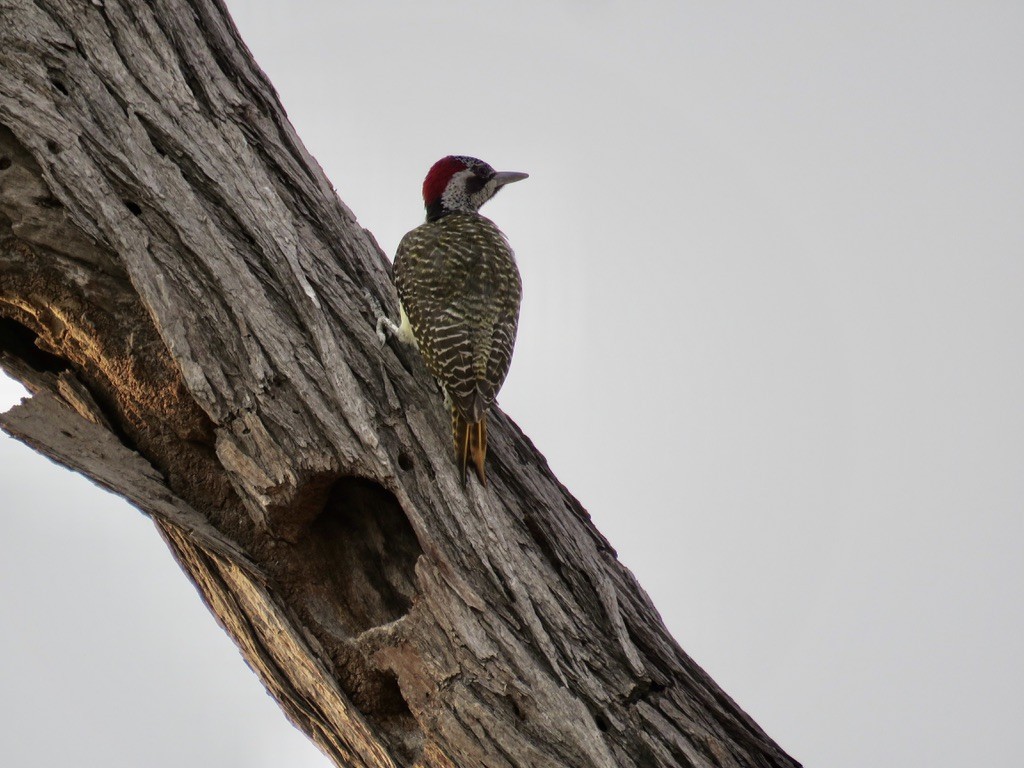 Pic de Bennett - ML644078198