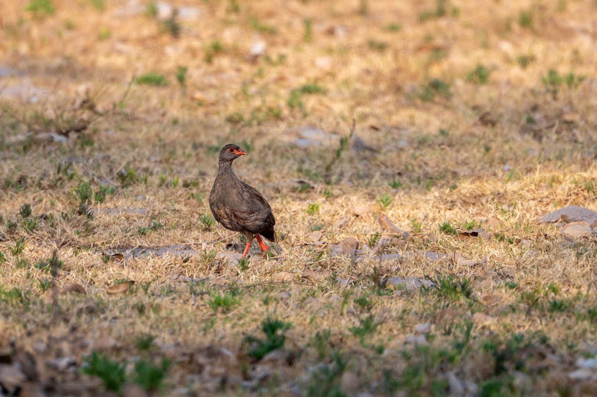 Red-necked Spurfowl - ML644078224