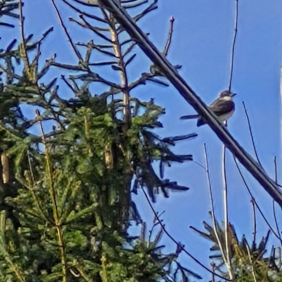 Gray Kingbird - ML644078235