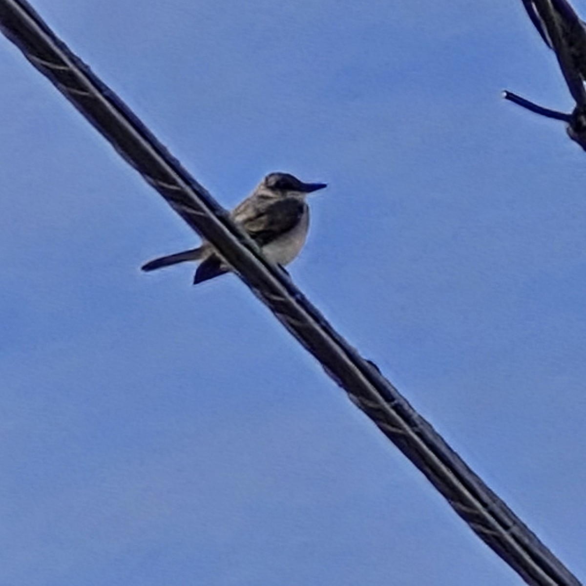 Gray Kingbird - ML644078236