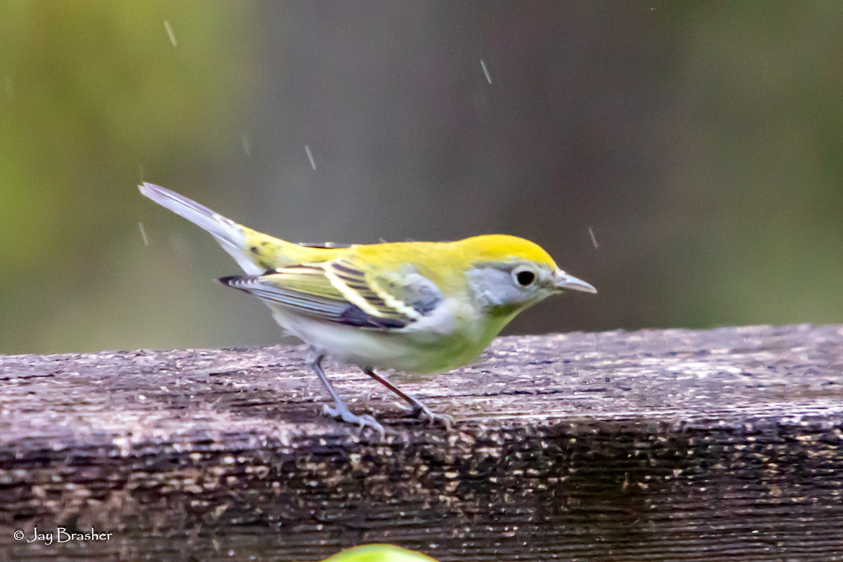 Chestnut-sided Warbler - ML644078240