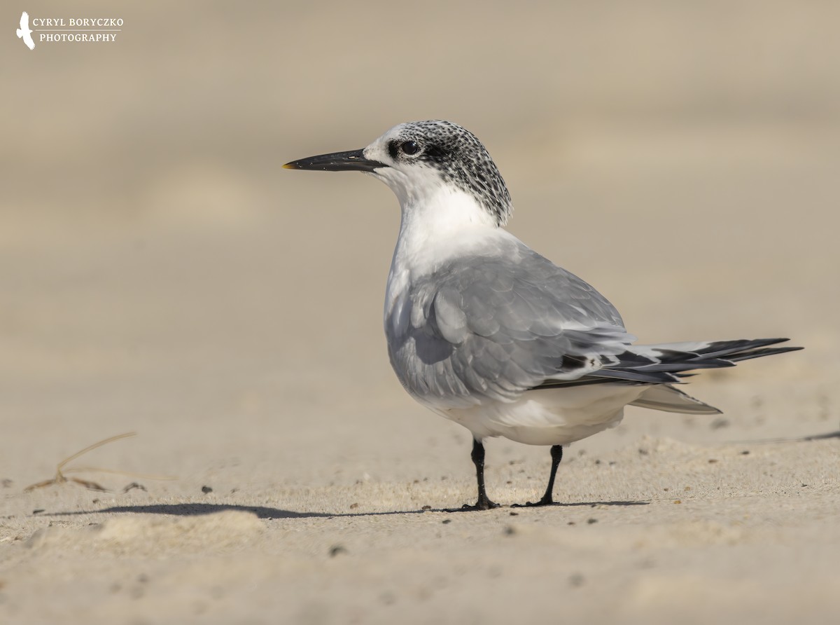 Sandwich Tern - ML644078243