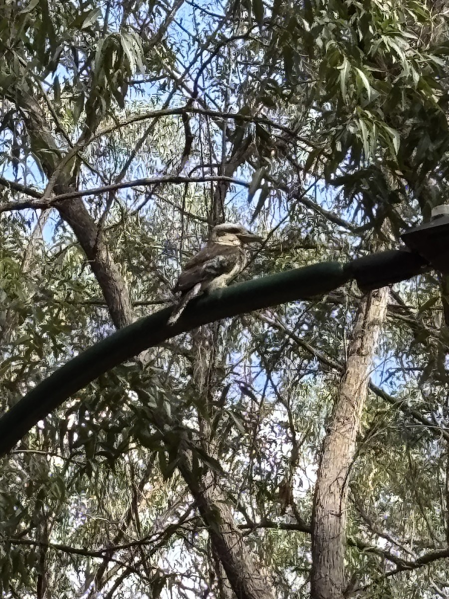 Laughing Kookaburra - ML644078262