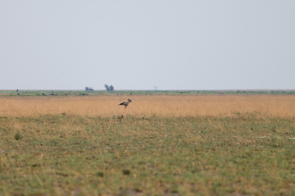 Secretarybird - ML644078269