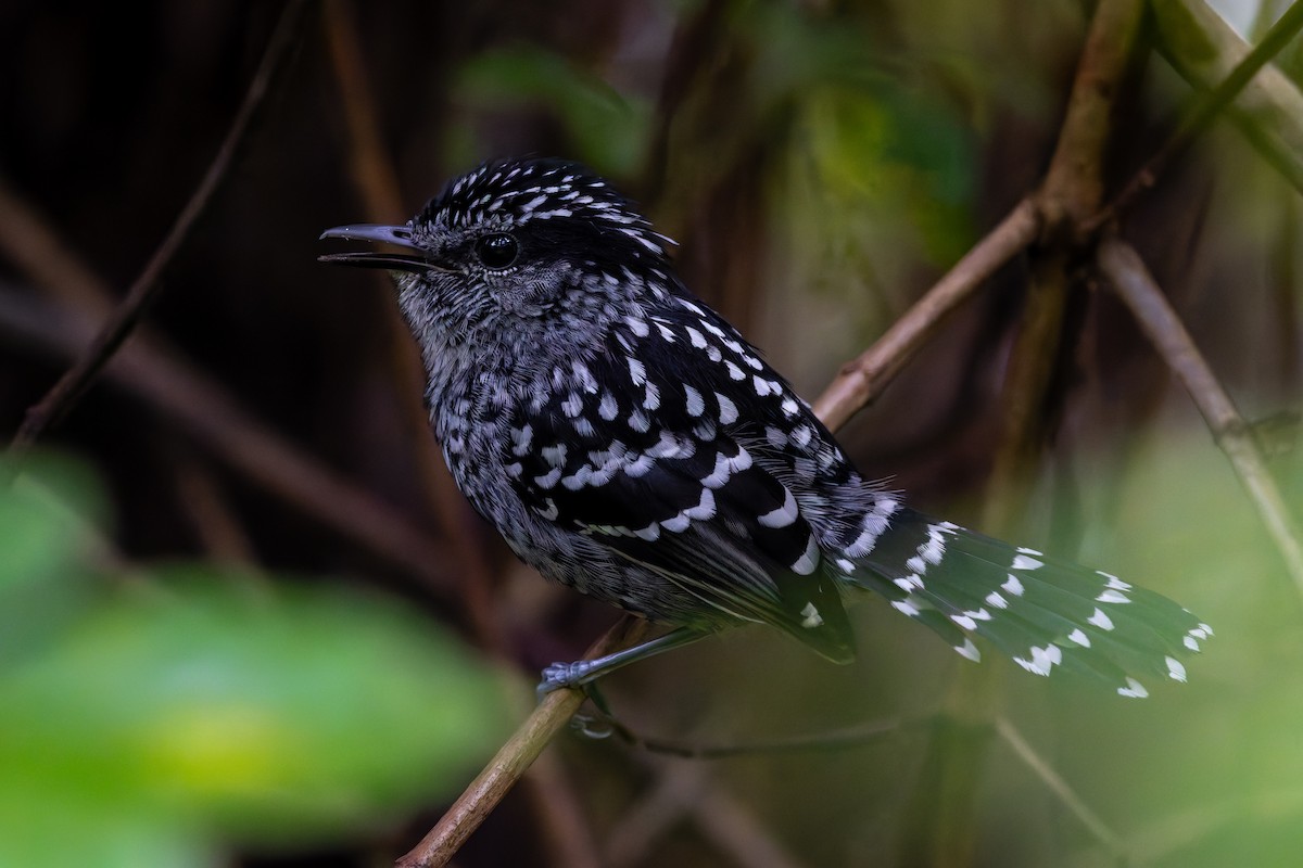 Tiluchí Escamoso - ML644078277