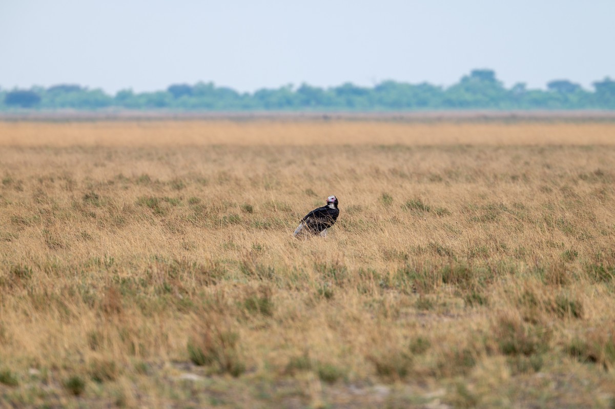 White-headed Vulture - ML644078281