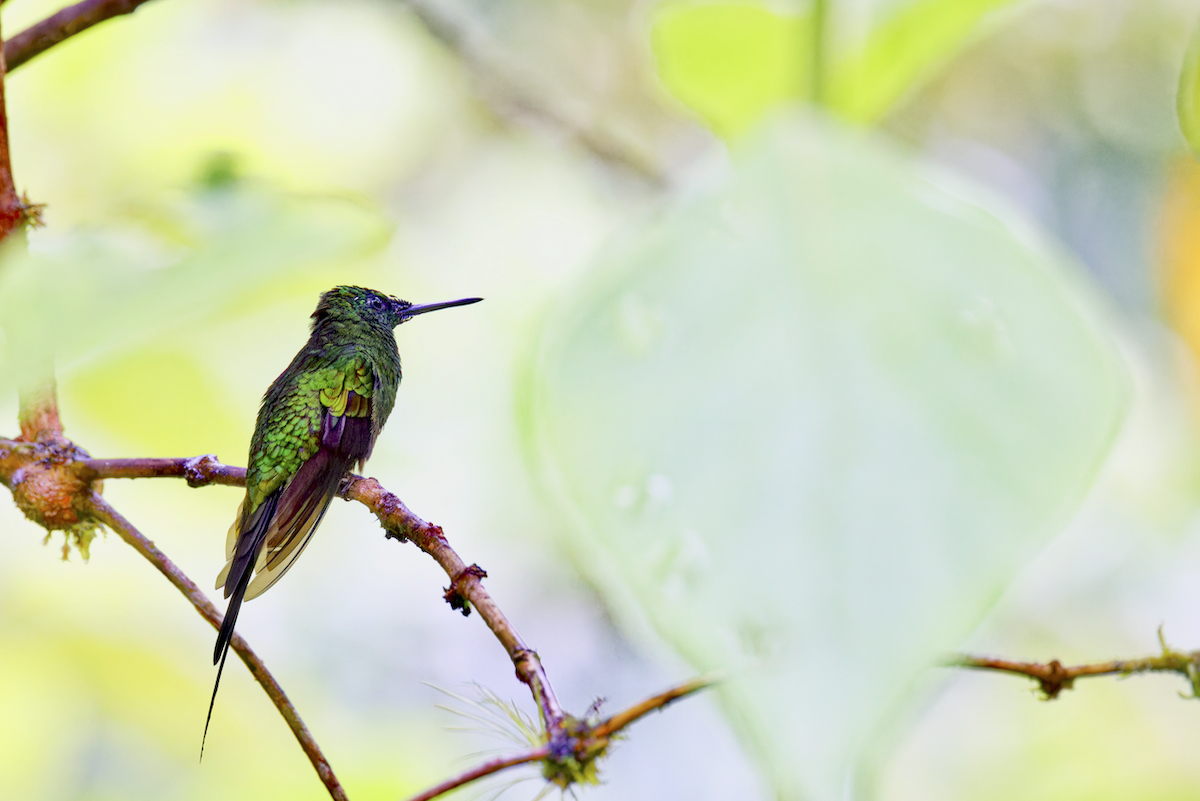 İmparator Pırıltı - ML644078323