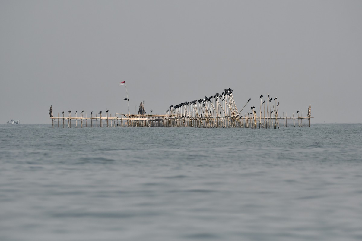 Christmas Island Frigatebird - ML644078352