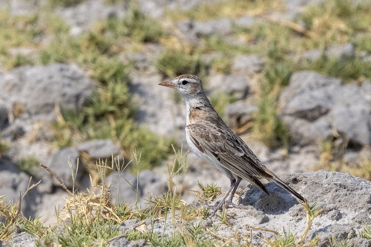 アフリカヒメコウテンシ - ML644078353