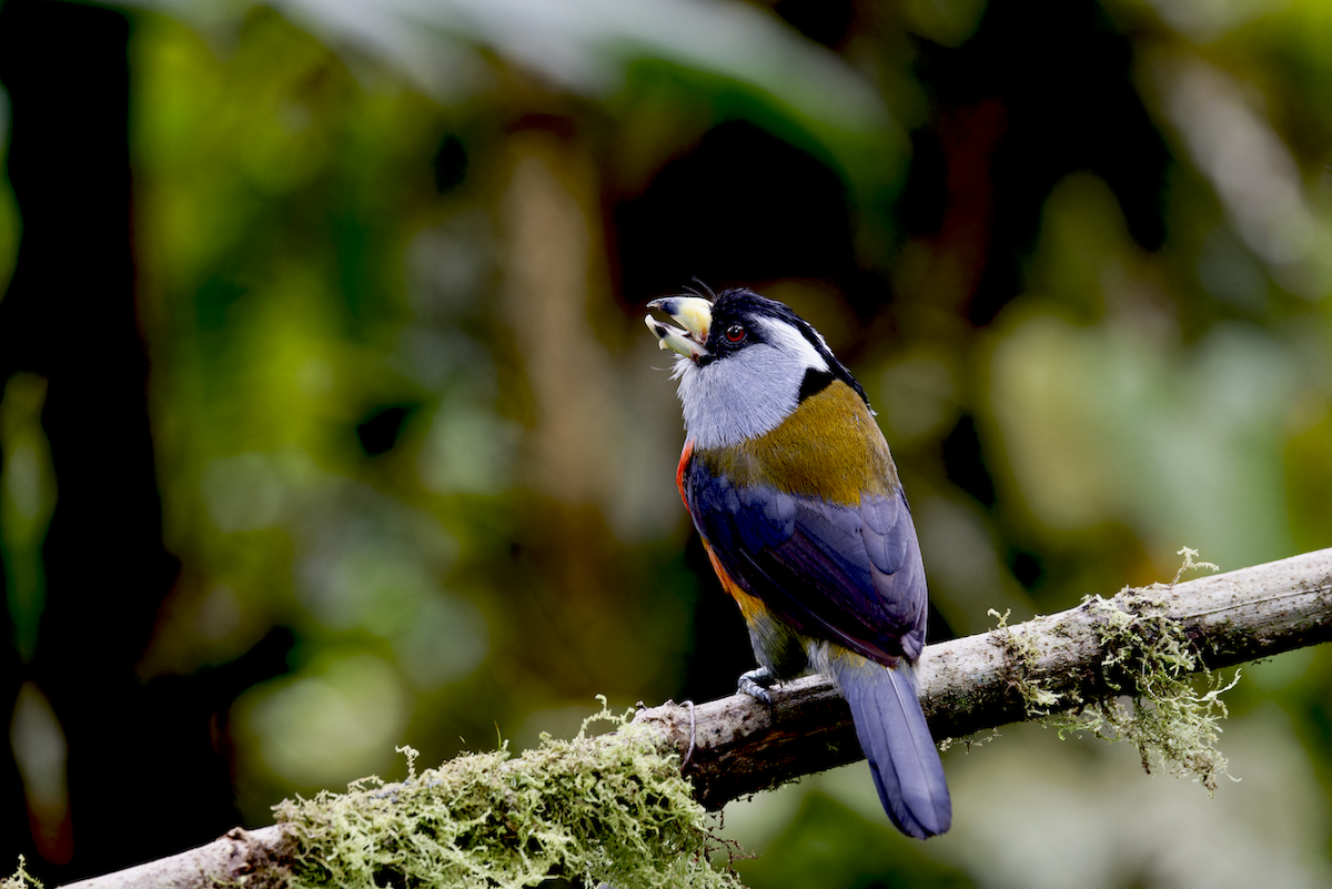 bradáček tukaní - ML644078356