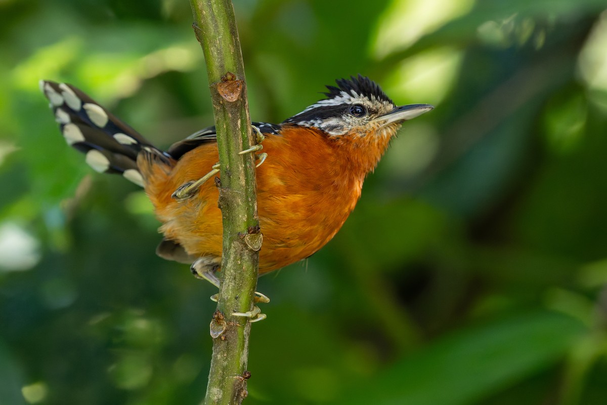 Tiluchí Herrumbroso - ML644078359