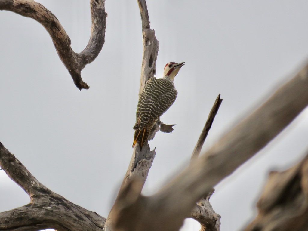 Pic de Bennett - ML644078364