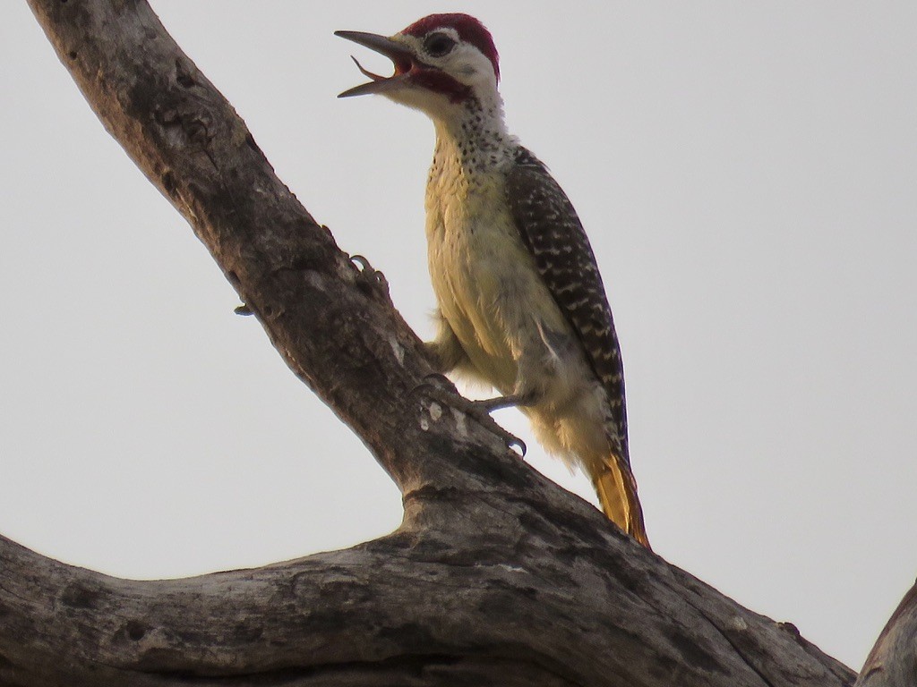 Pic de Bennett - ML644078365