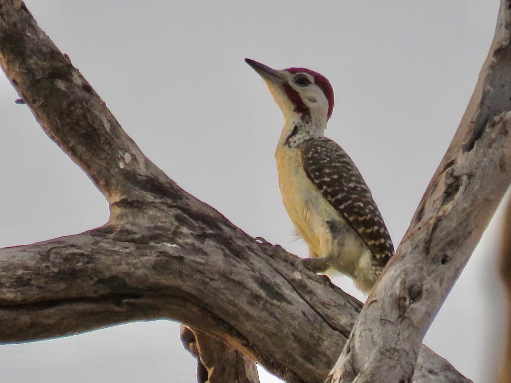 Pic de Bennett - ML644078366