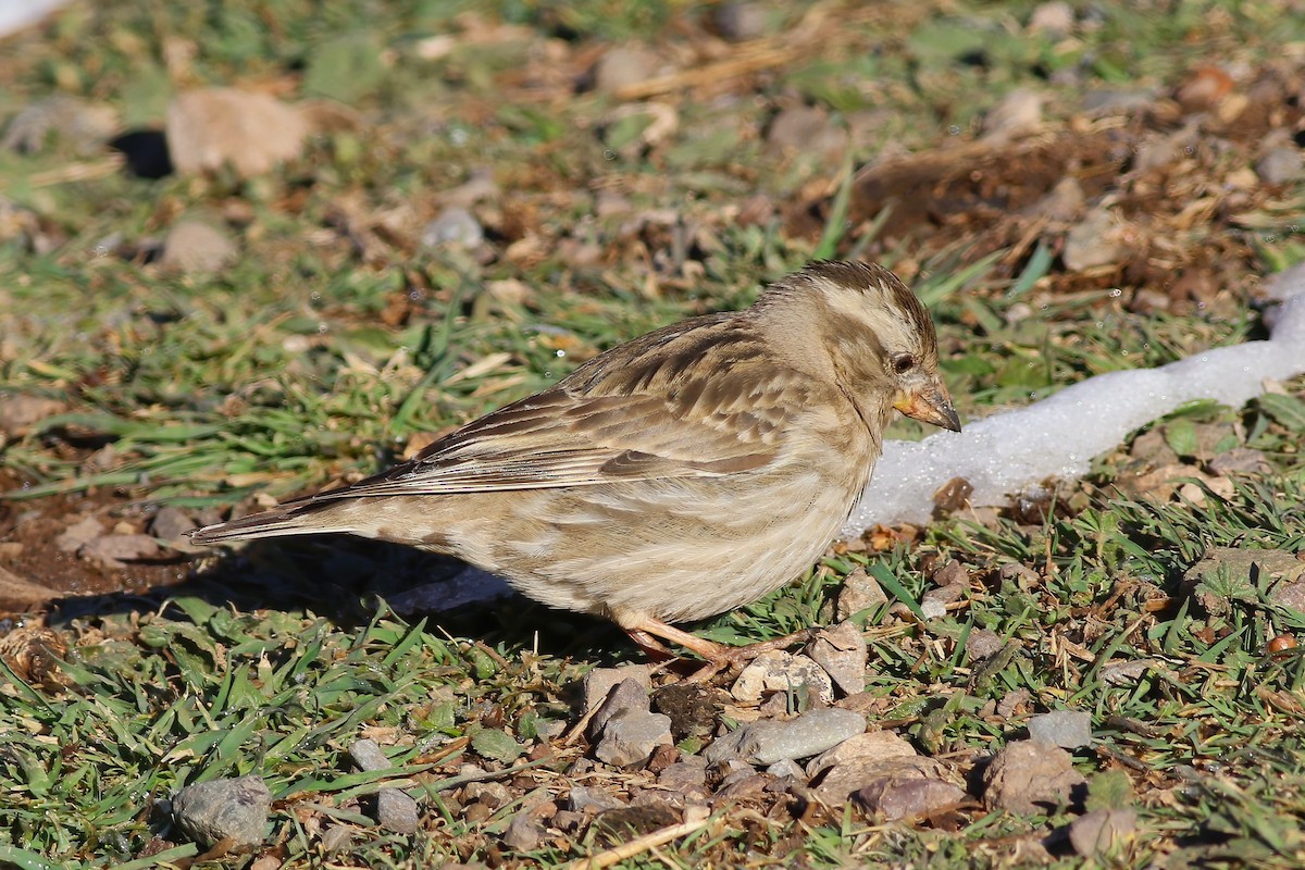 Rock Sparrow - ML644078384