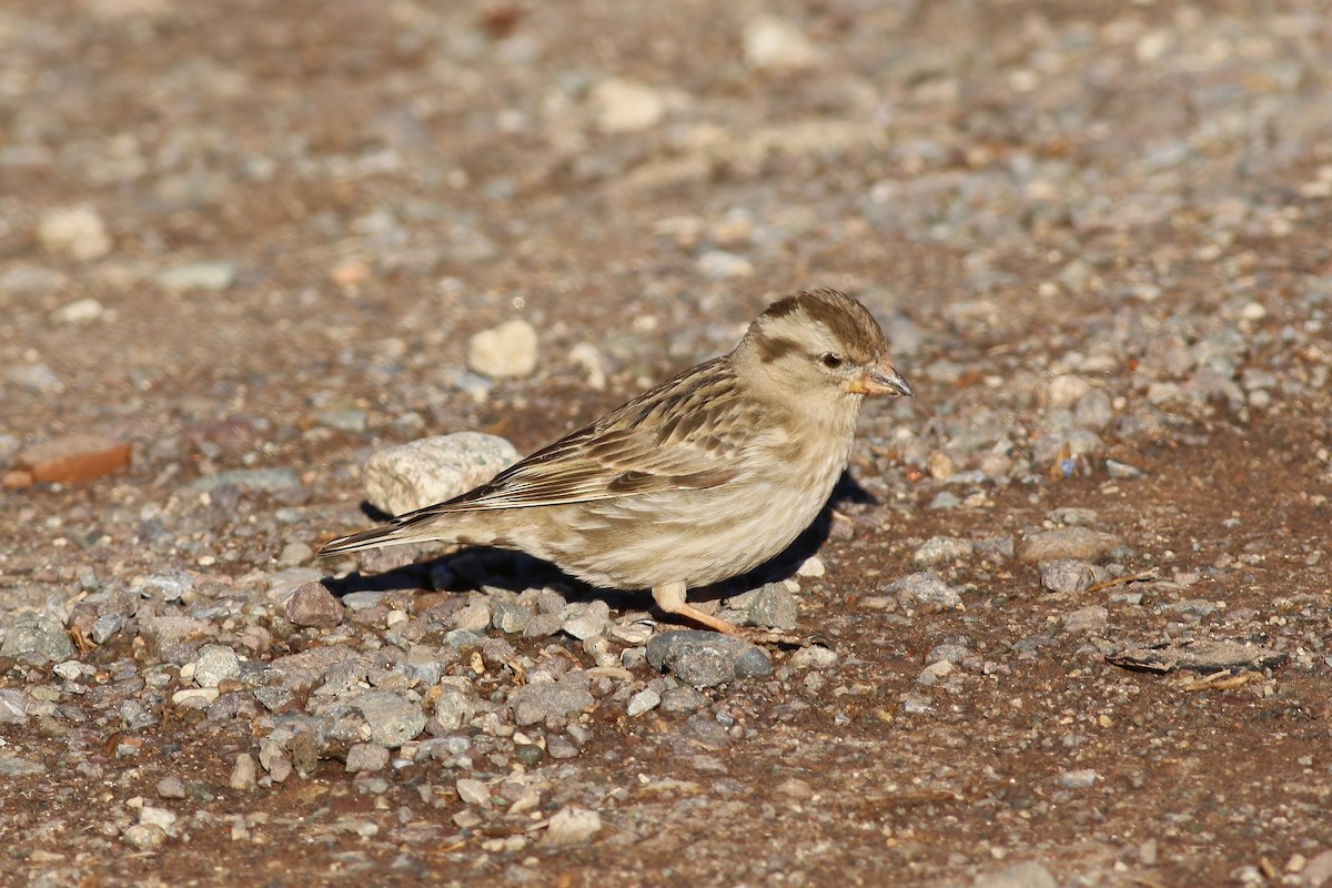 Rock Sparrow - ML644078386