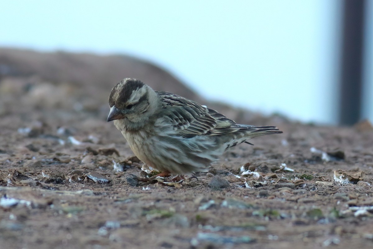 Rock Sparrow - ML644078388