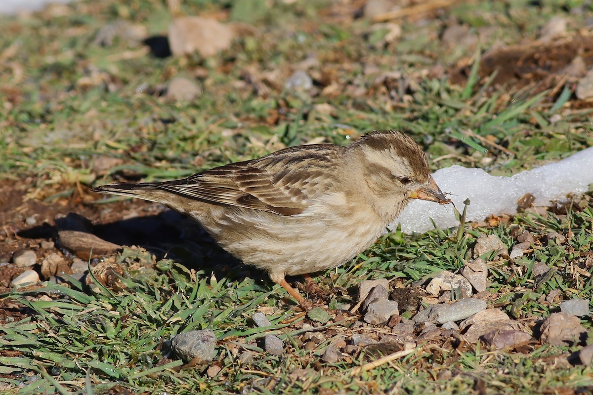 Rock Sparrow - ML644078389