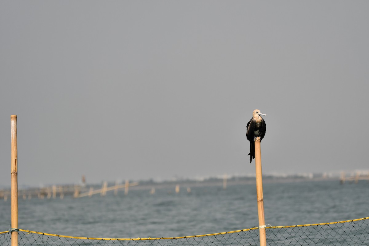 Lesser Frigatebird - ML644078421