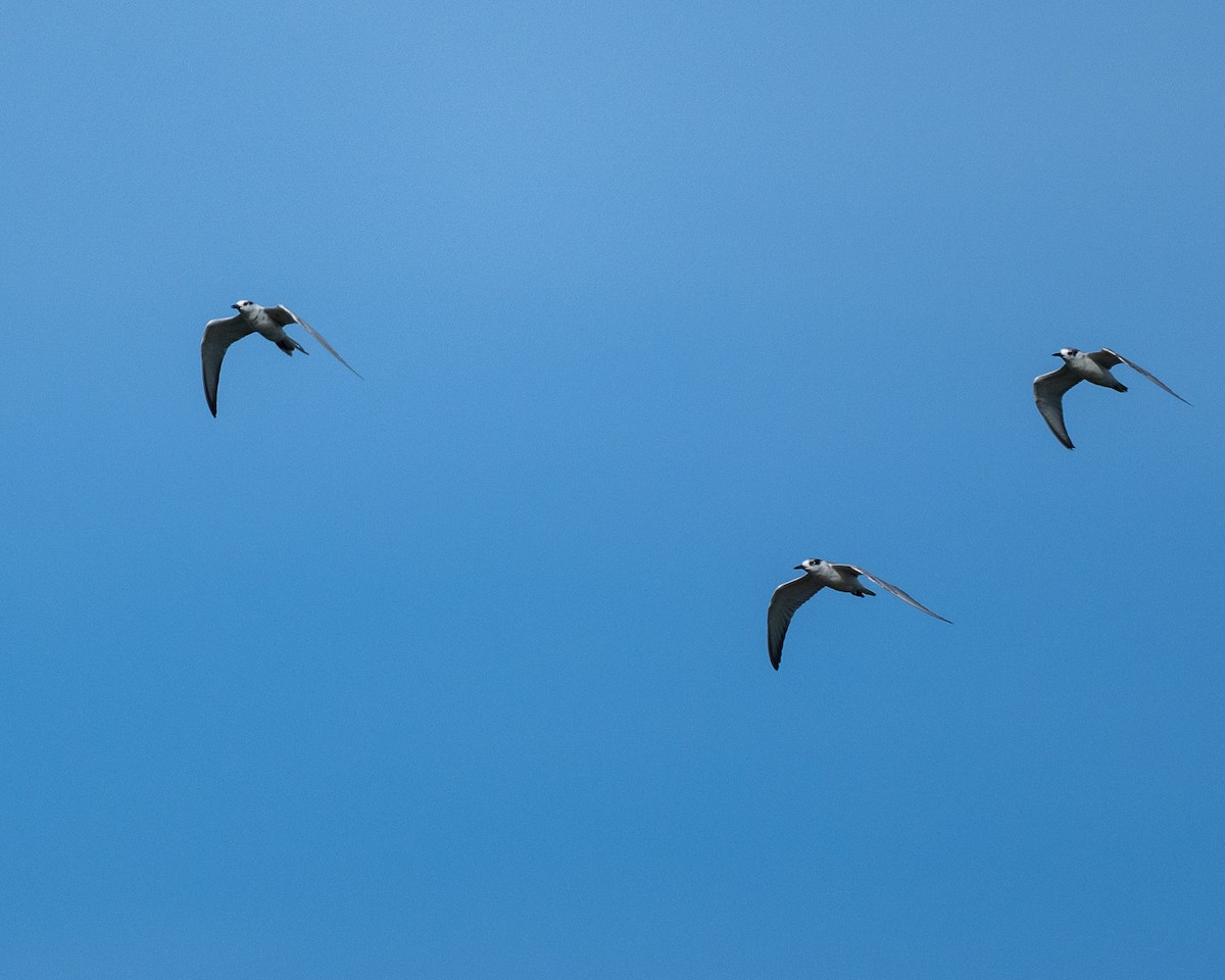 White-winged Tern - ML644078427