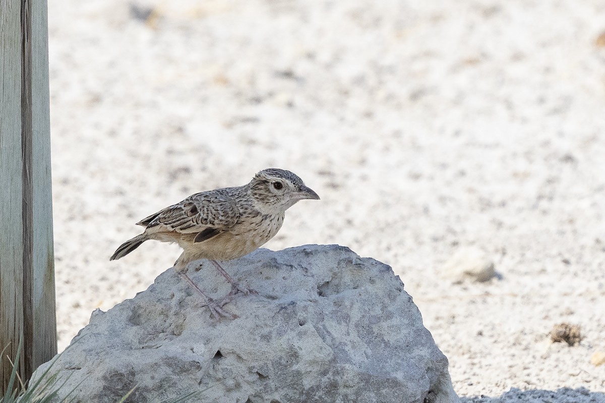 Eastern Clapper Lark - ML644078430