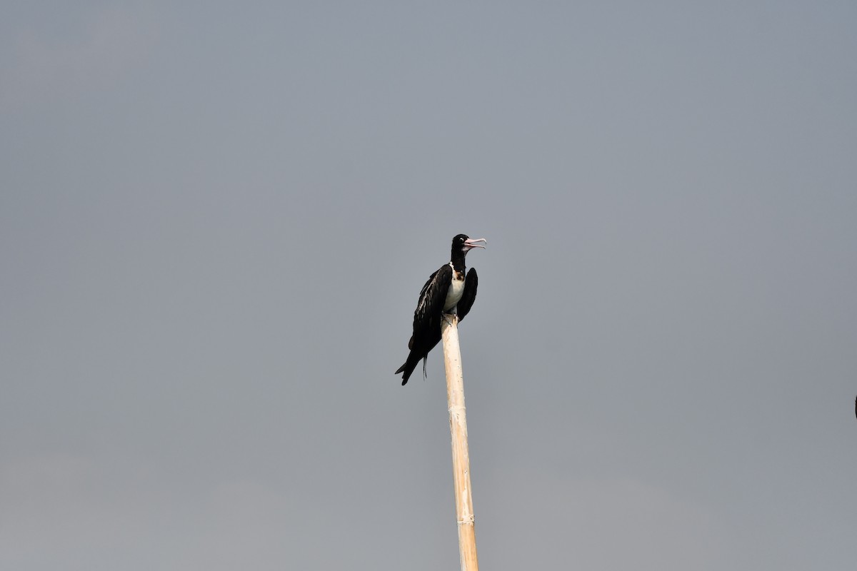 Christmas Island Frigatebird - ML644078431