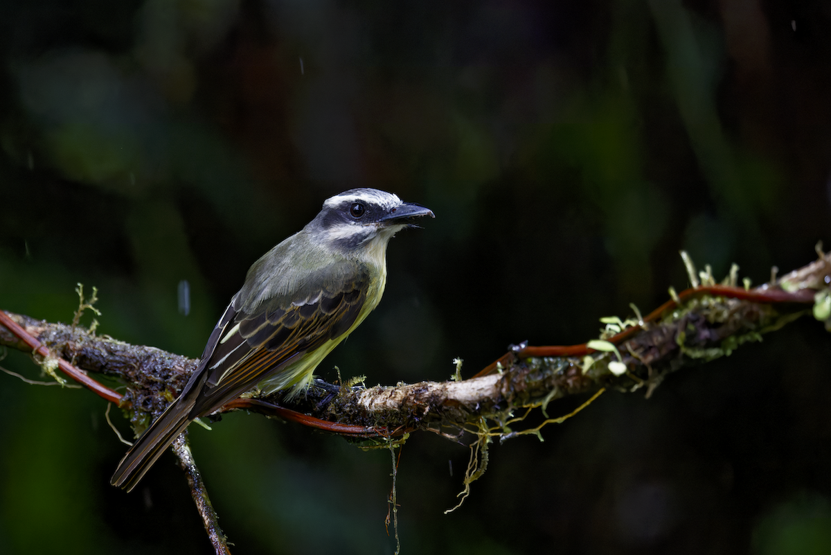 Tyran à ventre d'or - ML644078432