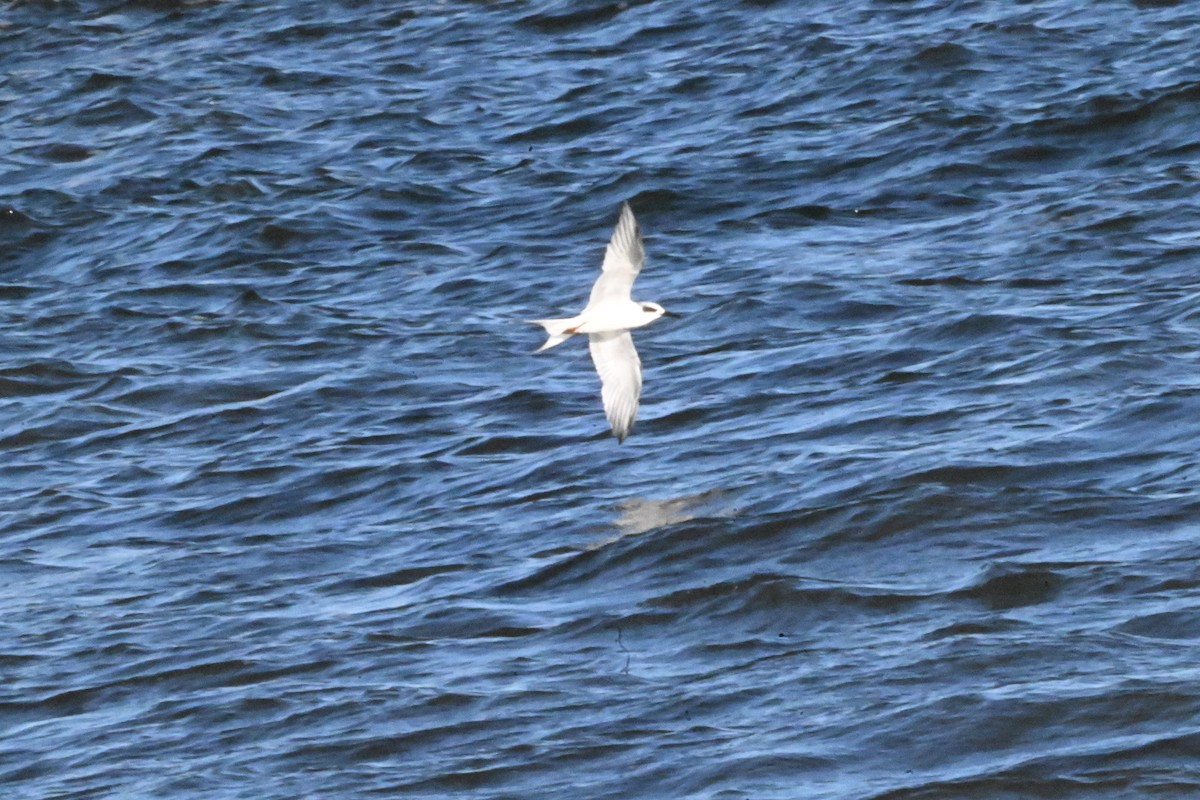 Forster's Tern - ML644078436
