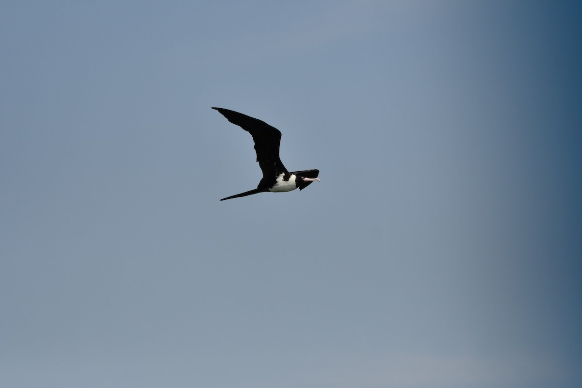 Christmas Island Frigatebird - ML644078445