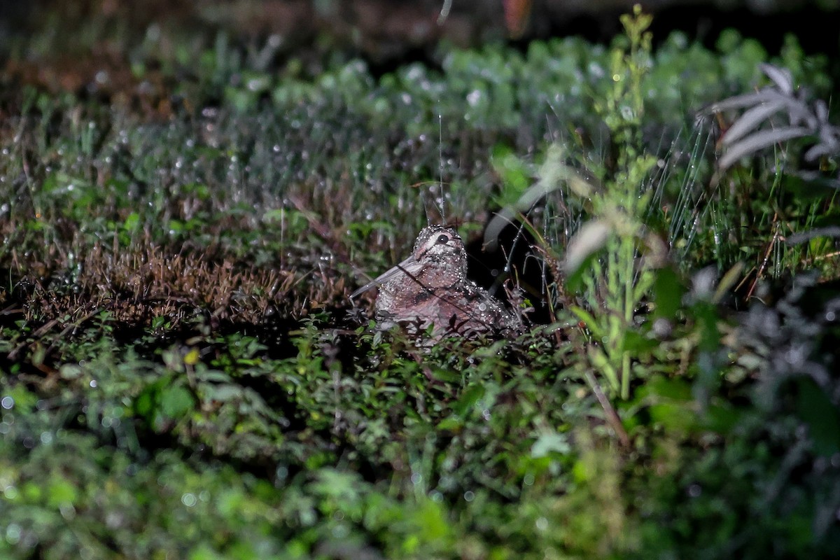 Eurasian Woodcock - ML644078451
