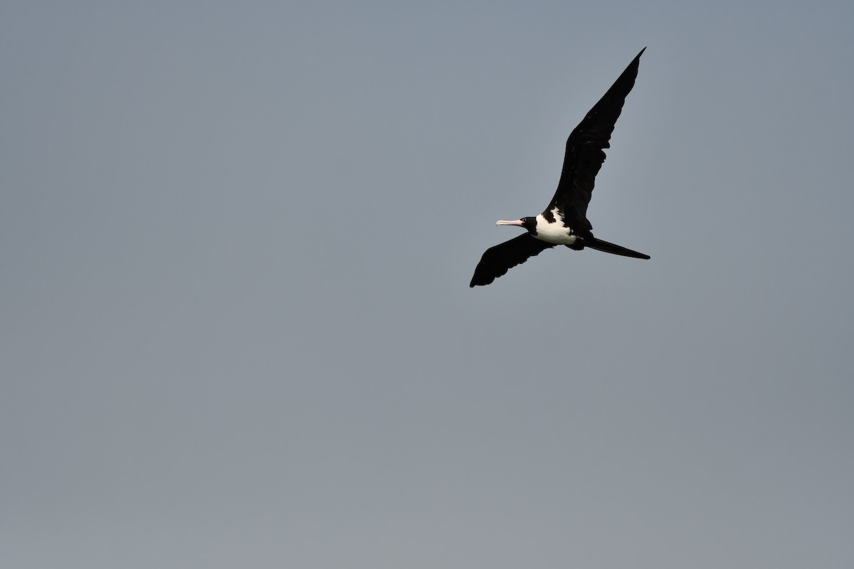 Christmas Island Frigatebird - ML644078452
