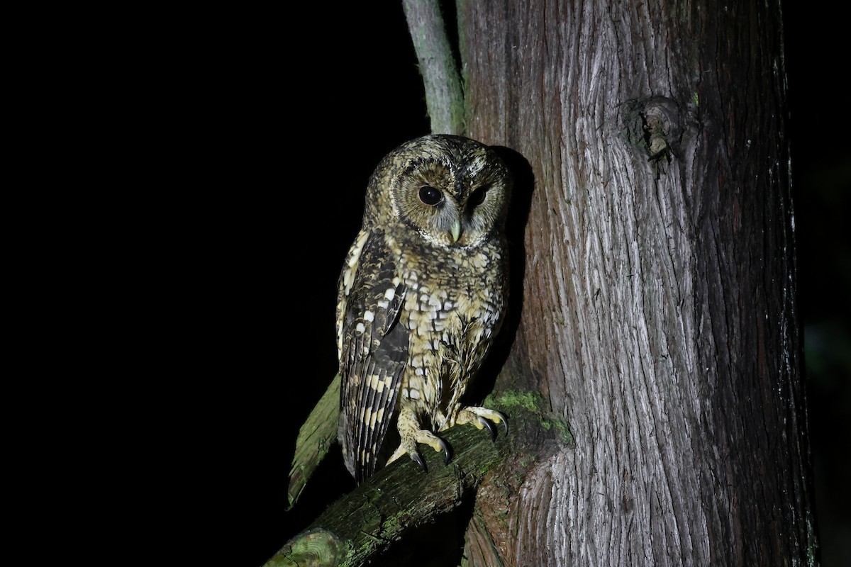 Himalayan Owl - ML644078455