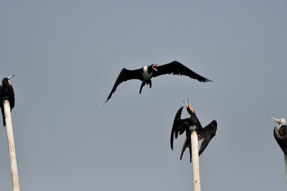 Christmas Island Frigatebird - ML644078463
