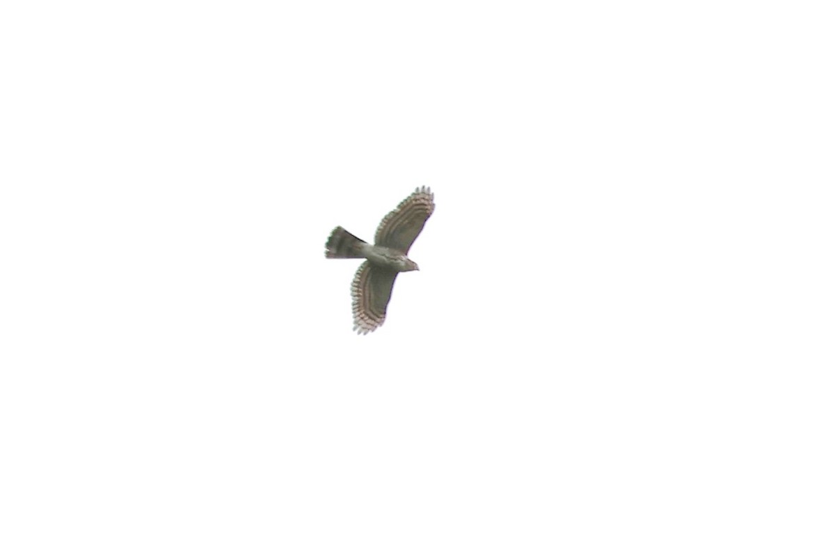 Crested Goshawk - ML644078466