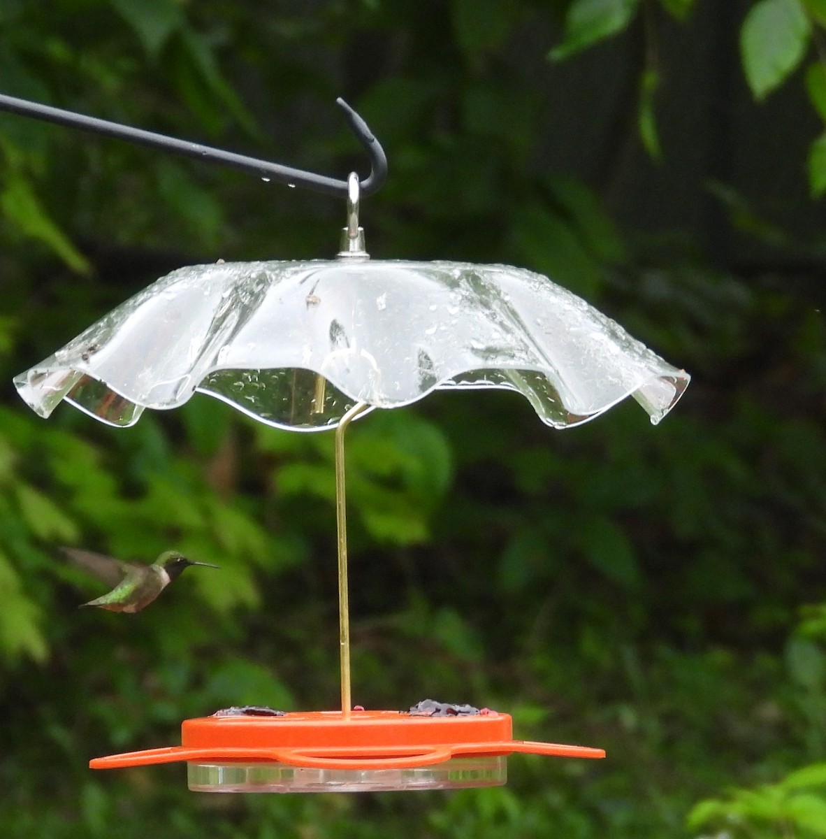 Ruby-throated Hummingbird - ML644078475