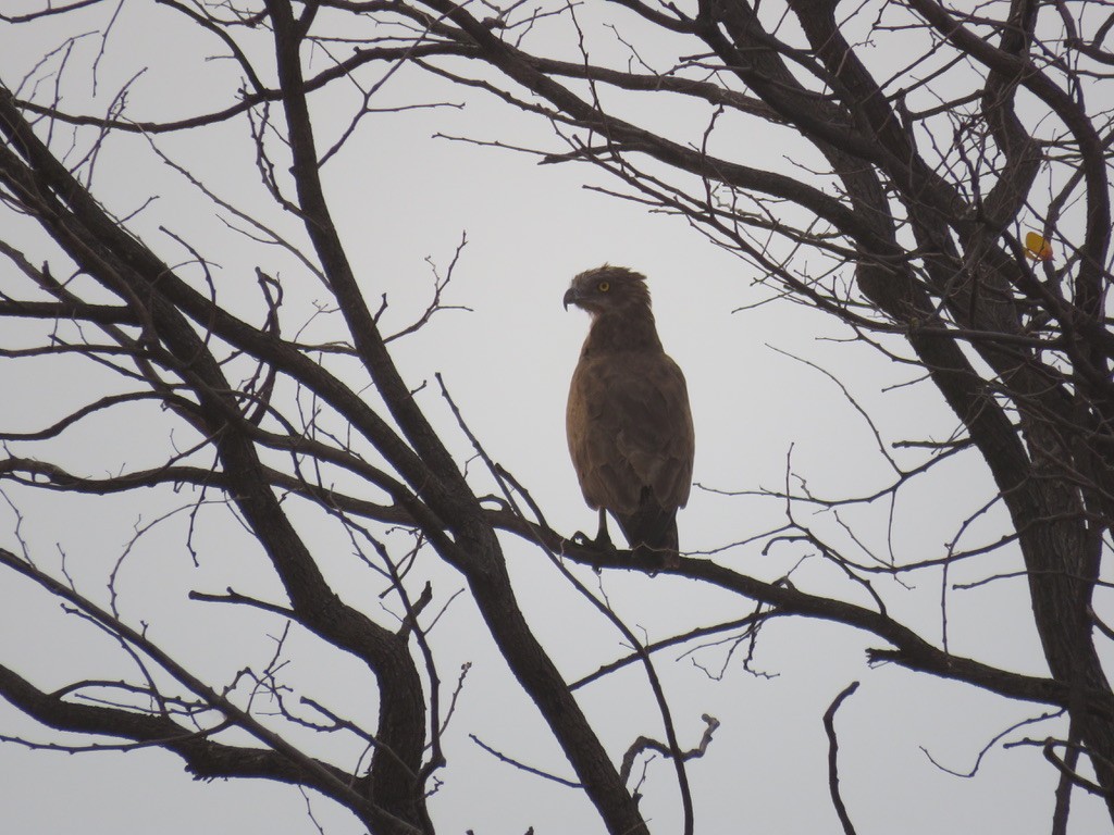 Brown Snake-Eagle - ML644078479