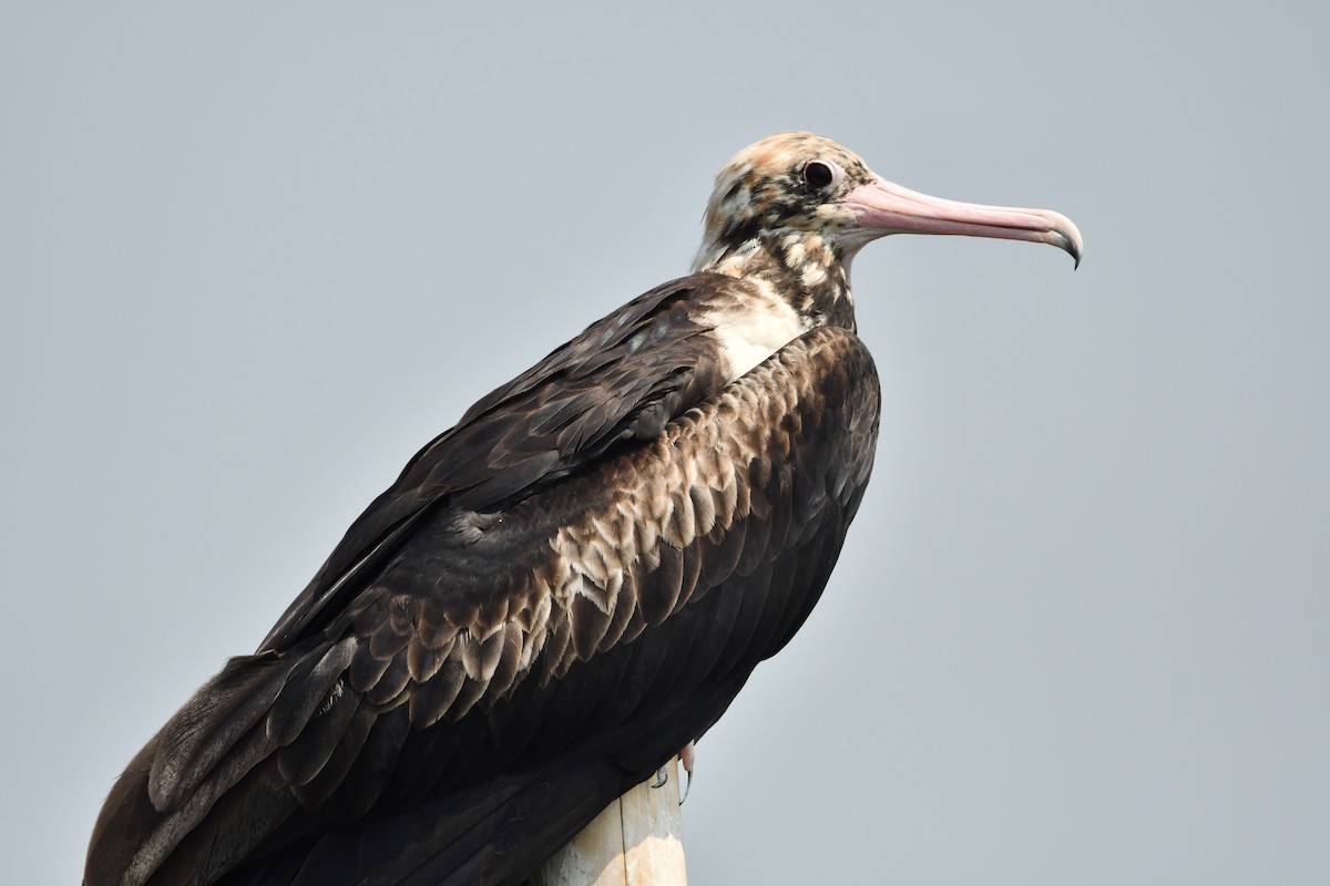 Christmas Island Frigatebird - ML644078492