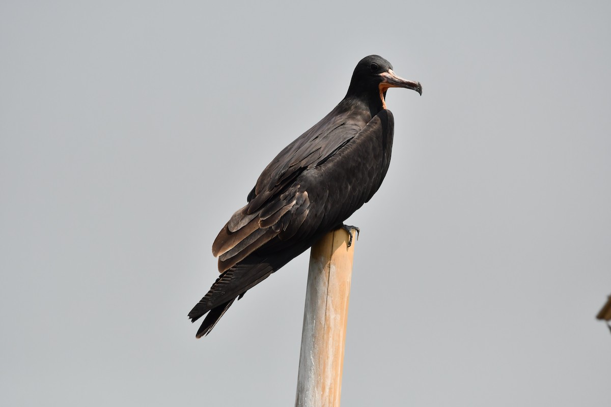 Lesser Frigatebird - ML644078510