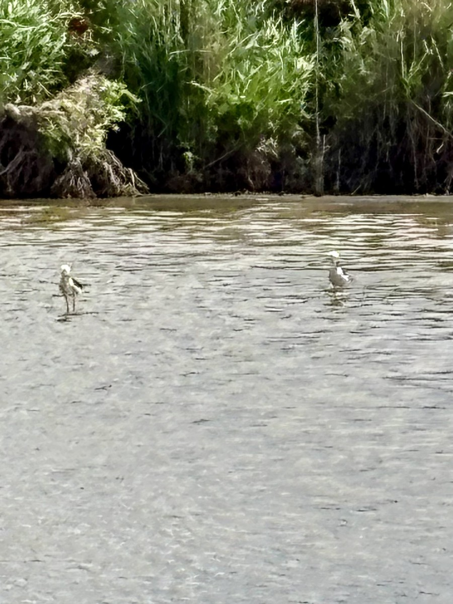 Pied Stilt - ML644078514