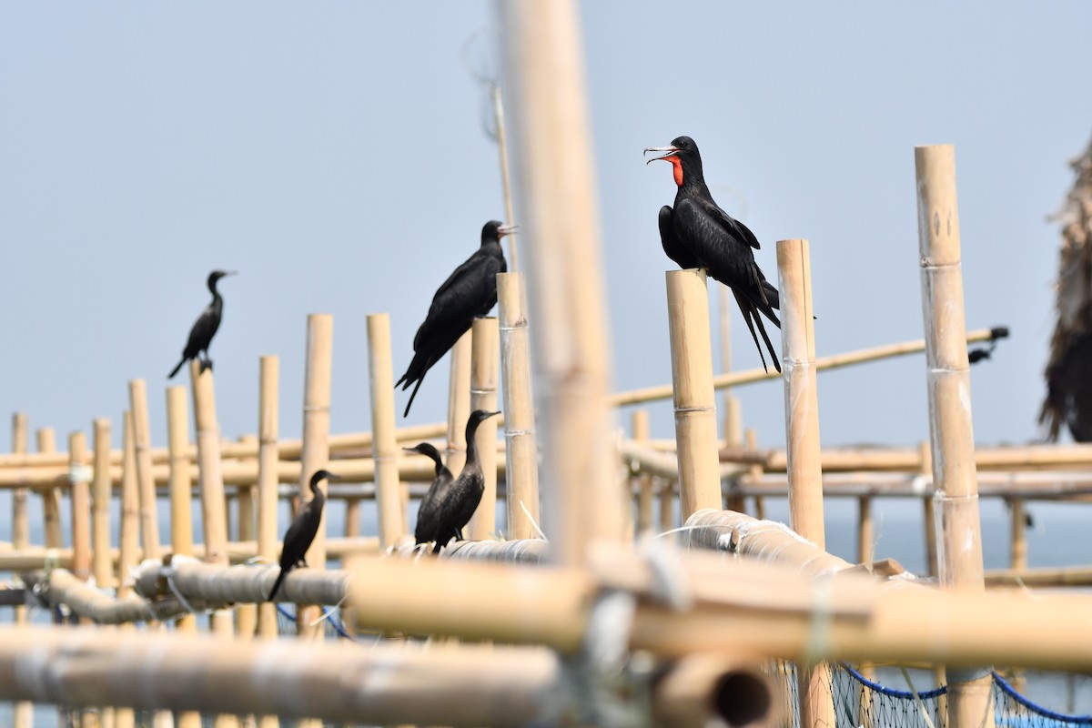 Lesser Frigatebird - ML644078516