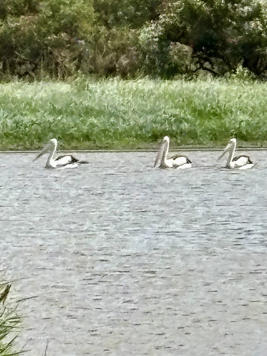 Australian Pelican - ML644078525
