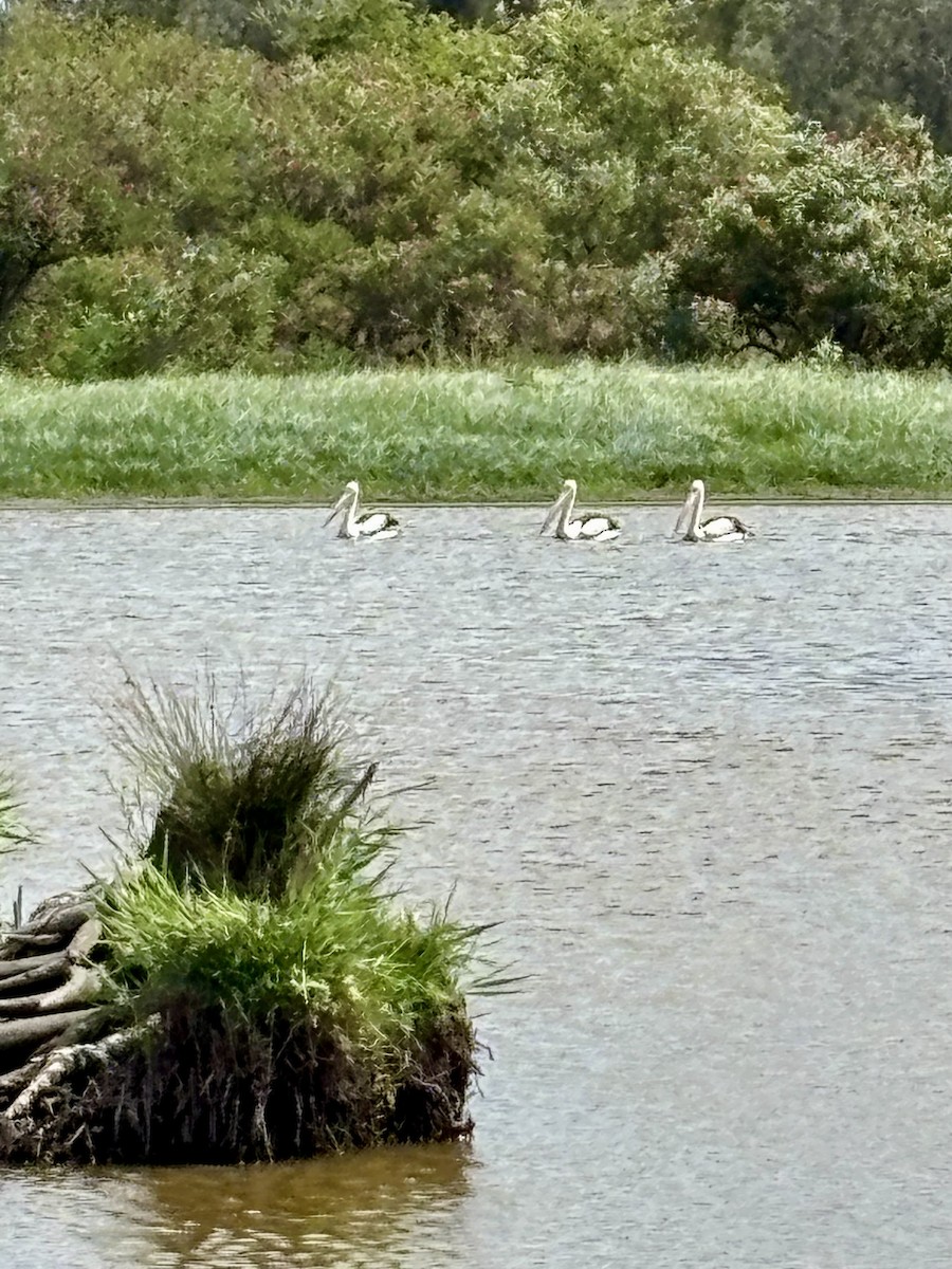Australian Pelican - ML644078526