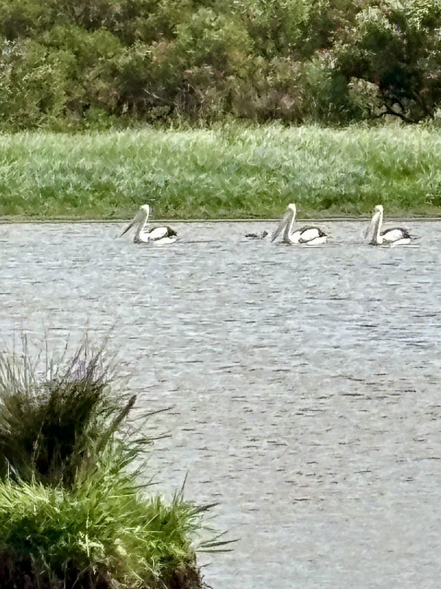 Australian Pelican - ML644078527